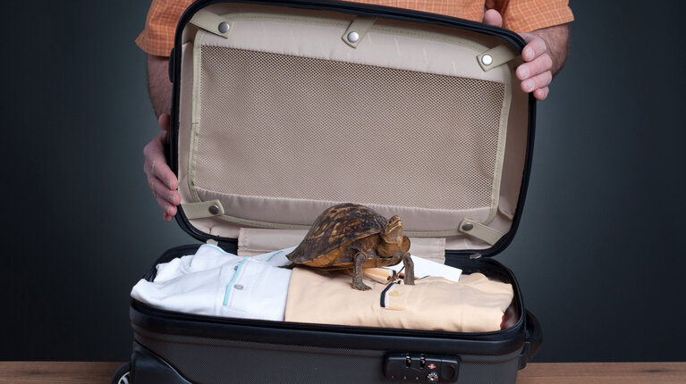 Zigaretten, Alkohol, Tiere: Was du vom Urlaub nicht mitbringen darfst