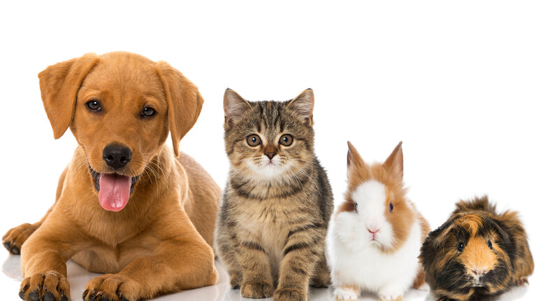 Hunde, Katzen, Kleintiere - So viel kostet ein Haustier
