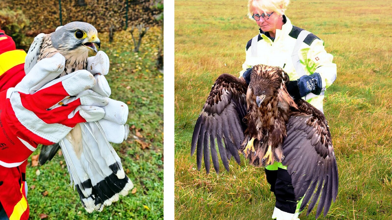 Tierrettung: Turmfalke und Seeadler werden wieder ausgewildert.