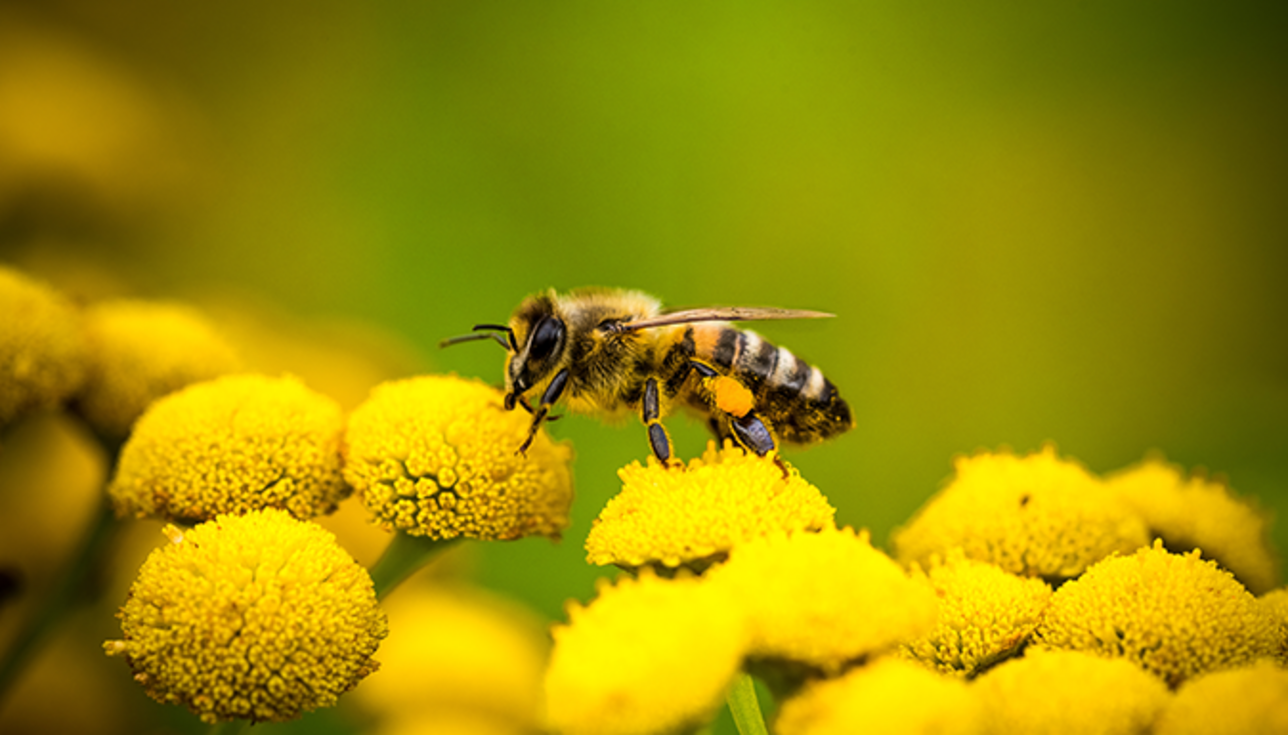 1000 Finanztipps von unseren fleißigen Bienchen